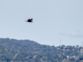 Aguilucho lagunero occidental - Circus aeruginosus - Arpella comuna
