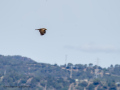 Aguilucho lagunero occidental - Circus aeruginosus - Arpella comuna