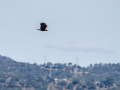 Aguilucho lagunero occidental - Circus aeruginosus - Arpella comuna