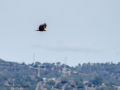 Aguilucho lagunero occidental - Circus aeruginosus - Arpella comuna