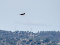 Aguilucho lagunero occidental - Circus aeruginosus - Arpella comuna