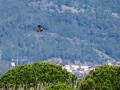Aguilucho lagunero occidental - Circus aeruginosus - Arpella comuna