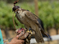 Taller de Rapaces