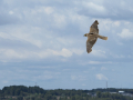 Taller de Rapaces