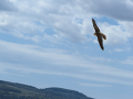 Taller de Rapaces