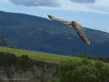Taller de Rapaces