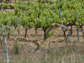Taller de Rapaces