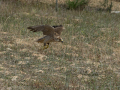 Taller de Rapaces
