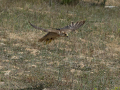 Taller de Rapaces
