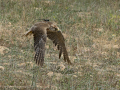 Taller de Rapaces