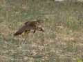 Taller de Rapaces