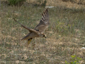 Taller de Rapaces