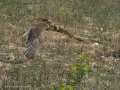 Taller de Rapaces