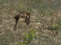 Taller de Rapaces