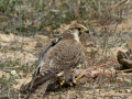 Taller de Rapaces