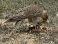 Taller de Rapaces