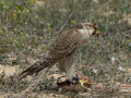 Taller de Rapaces