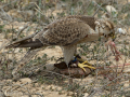 Taller de Rapaces