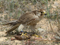 Taller de Rapaces