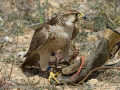 Taller de Rapaces