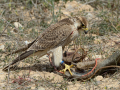 Taller de Rapaces