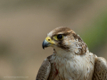 Taller de Rapaces