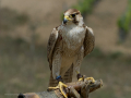 Taller de Rapaces