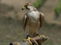 Taller de Rapaces