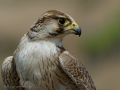Taller de Rapaces