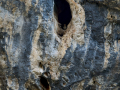 Alimoche común - Neophron percnopterus - Aufrany comú