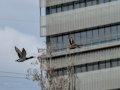 Ánade real - Anas platyrhynchos - Ànec collverd