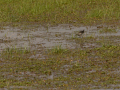 Delta del Llobregat