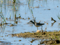 Andarrios Bastardo - Tringa glareola - Valona