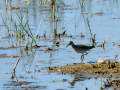 Andarrios Bastardo - Tringa glareola - Valona