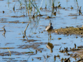 Andarrios Bastardo - Tringa glareola - Valona