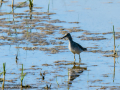 Andarrios Bastardo - Tringa glareola - Valona