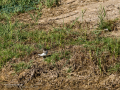 Andarrios chico - Actitis hypoleucos - Xivitona comuna