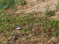 Andarrios chico - Actitis hypoleucos - Xivitona comuna