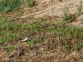 Andarrios chico - Actitis hypoleucos - Xivitona comuna