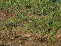 Andarrios chico - Actitis hypoleucos - Xivitona comuna