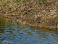 Andarrios chico - Actitis hypoleucos - Xivitona comuna