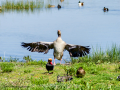 Ánsar común - Anser anser - Ansar comu