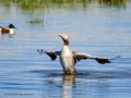 Ánsar común - Anser anser - Ansar comu