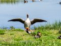 Ánsar común - Anser anser - Ansar comu