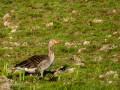 Ánsar común - Anser anser - Ansar comu