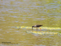 Archibebe común - Tringa totanus - Gamba roja comuna