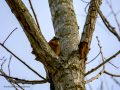 Arrendajo- Garrulus glandarius - Gaig