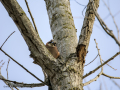 Arrendajo- Garrulus glandarius - Gaig