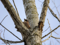 Arrendajo- Garrulus glandarius - Gaig