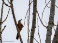 Arrendajo- Garrulus glandarius - Gaig